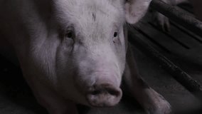 Exploring pig farming practices in a local farm setting for sustainable livestock management - Powered by Shutterstock - Get 15% off with code: PIKWIZARD15