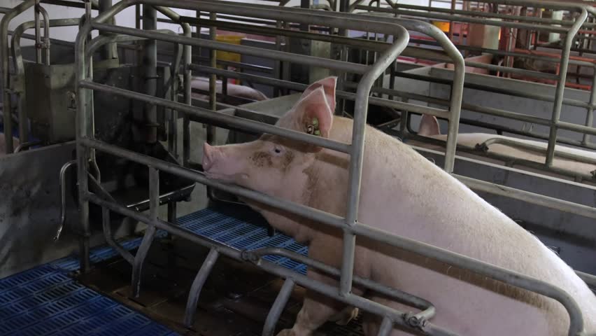 Exploring modern pig farming practices in a large agricultural facility
