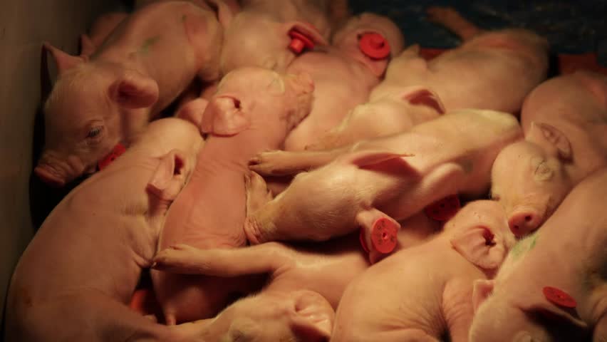 Exploring pig farming with newborn piglets in a cozy indoor environment during early morning hours