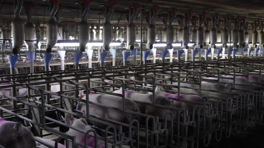 Efficient pig farming practices in a modern facility focusing on animal welfare and productivity during evening hours