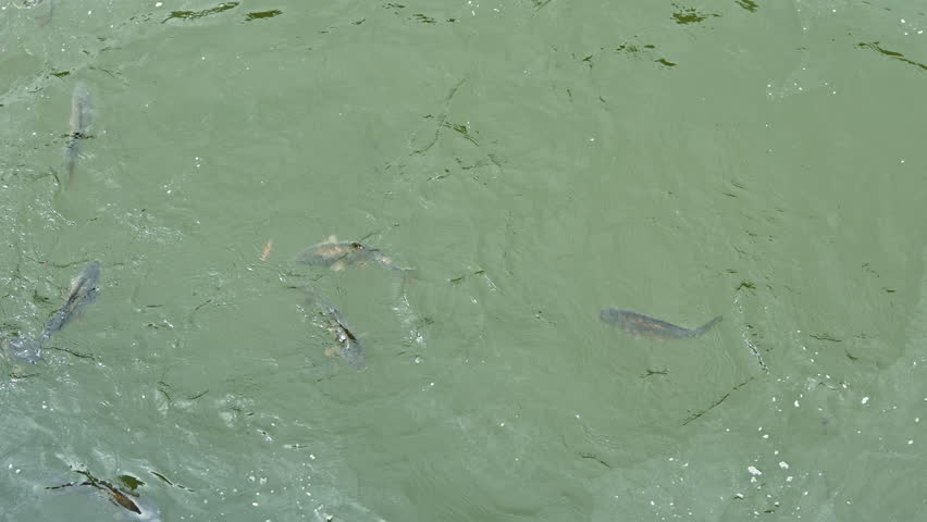 A big fish swims in a pond and splashes in the water. Many fish swim on the surface of the water and splash in the water. Lake with fish