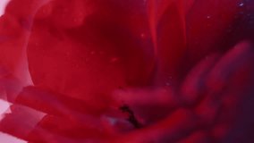 Botany background. Nature flare. Defocused red crimson color rose flower plant droplet water circling on abstract white light art. - Powered by Shutterstock - Get 15% off with code: PIKWIZARD15