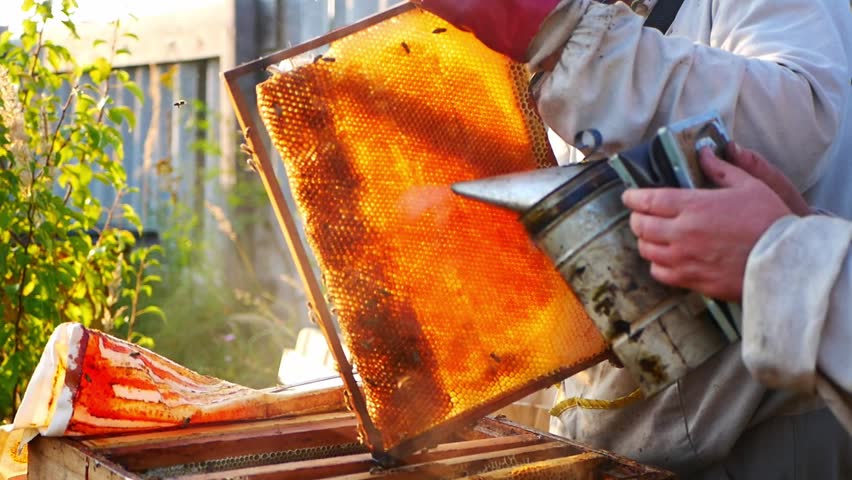 Close-up portrait of beekeeper in protective clothing with honeycombs with honey and bees, examining frames from hives in apiary. Video about beekeeping, honey collection, organic food