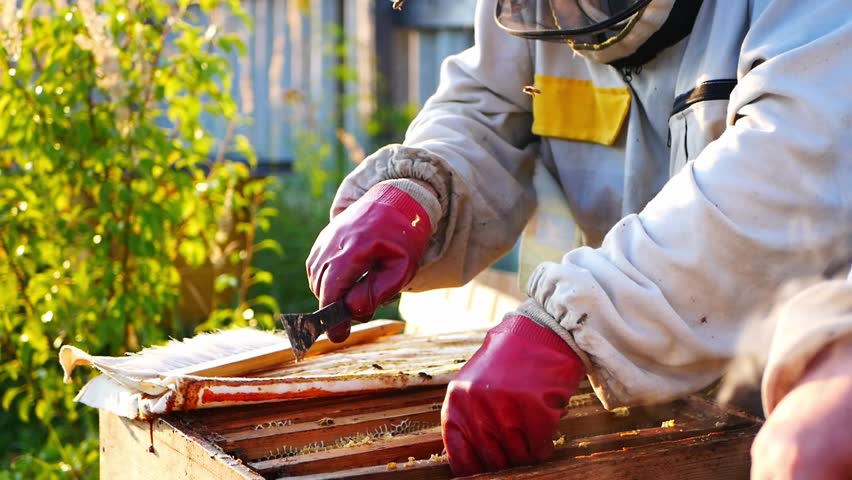 Close-up portrait of beekeeper in protective clothing with honeycombs with honey and bees, examining frames from hives in apiary. Video about beekeeping, honey collection, organic food