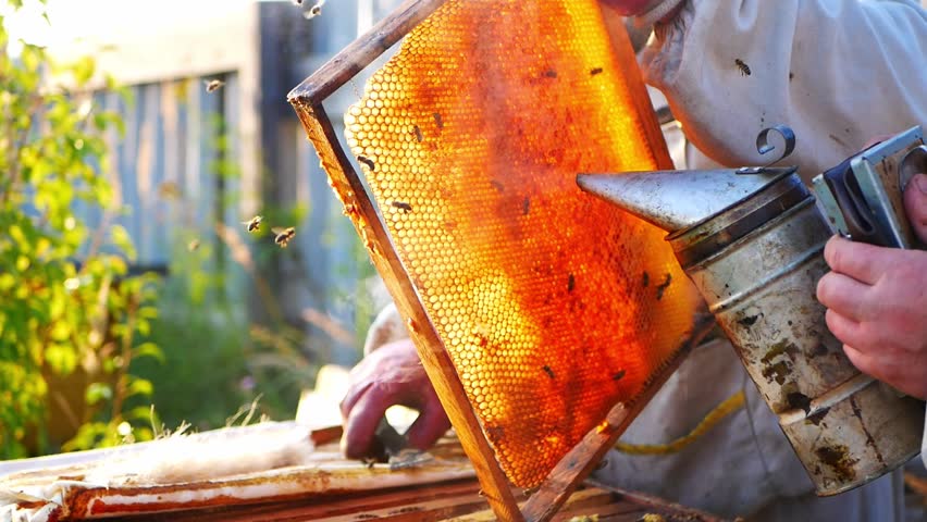 Close-up portrait of beekeeper in protective clothing with honeycombs with honey and bees, examining frames from hives in apiary. Video about beekeeping, honey collection, organic food