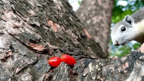 A close-up of a squirrel on a tree trunk sniffing red berries, with natural bark texture and blurred green background. - Powered by Shutterstock - Get 15% off with code: PIKWIZARD15