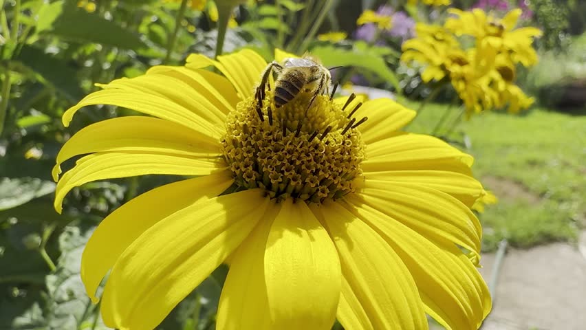 Close up of bee collecting nectar from bright yellow flower in sunny garden