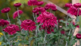 Red Chrysanthemum flowers in full bloom - Powered by Shutterstock - Get 15% off with code: PIKWIZARD15