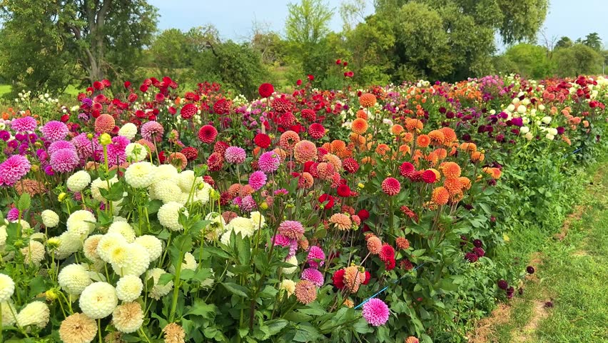Many colorful Dahlia flowers in rustic garden 
