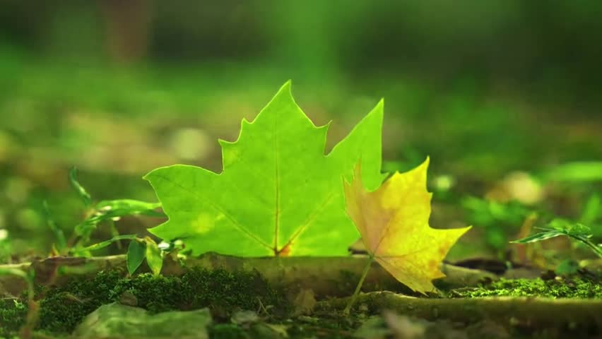 A cinematic shot focusing on a vibrant green maple leaf standing upright next to a smaller, yellow leaf on a mossy forest floor.