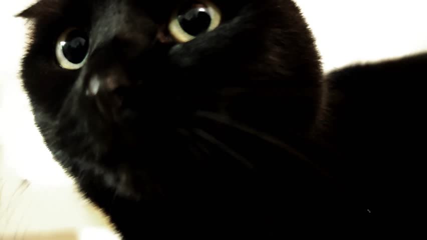 Black cat looking at the camera. Dilated pupils of a cat.close-up. Emotional portrait of a black cat. Emotions and reaction of a pet. 4k footage