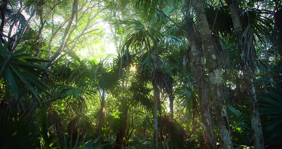 Sunlight filters through dense jungle foliage in a tropical forest setting