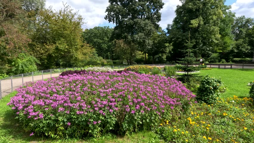A smooth daytime camera pan reveals vibrant fireweed and mixed flowers in a landscaped Berlin park, with lush greenery and natural sunlight