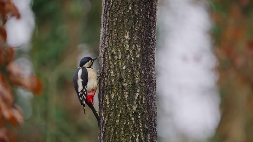 Small bird perched on tree bark glances side to side