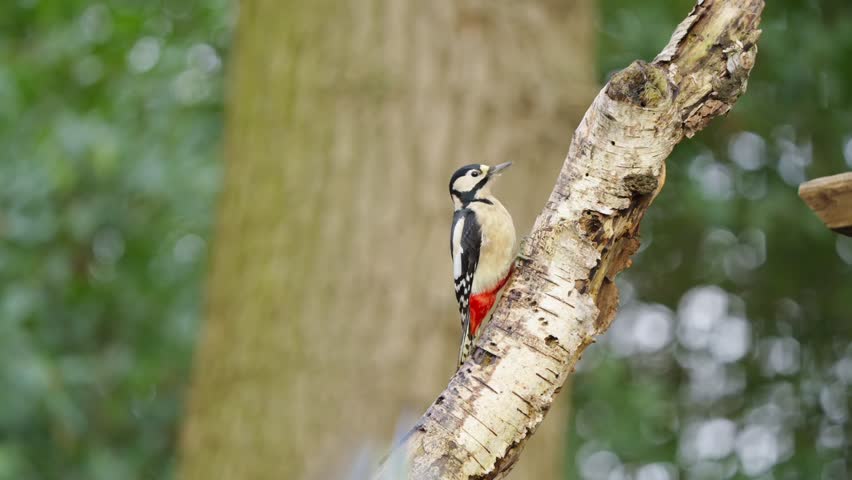 Great spotted woodpecker clinging to vertical tree bark in Friesian woodland, sharp claws clearly visible