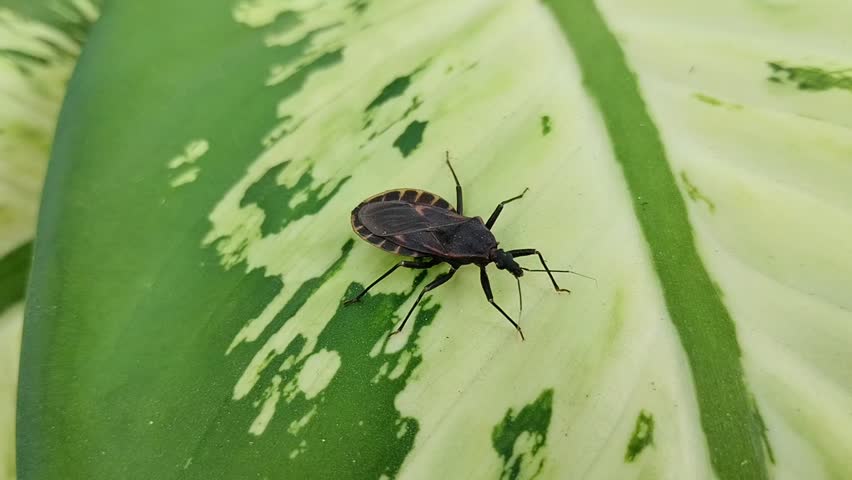 Kissing bugs (Triatominae) on plant leaves. These insects are often associated with Chagas disease.