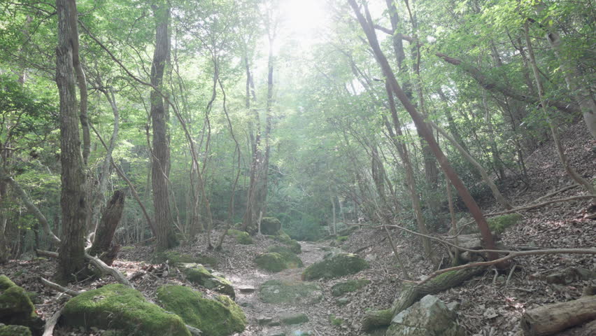 Dappled Sunlight on a Forest Path
