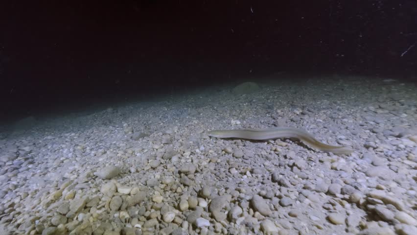 Underwater video of a European eel (Anguilla anguilla) hunting perch (Perca fluviatilis) in a natural freshwater habitat, showcasing predator-prey interaction and aquatic wildlife behavior.
