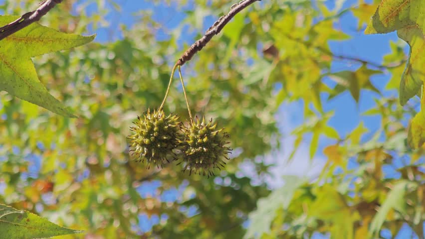 Close-up of two spiky seed pods hanging from a tree branch, surrounded by green leaves, with a clear blue sky background. Natural botanical detail, seasonal concept.