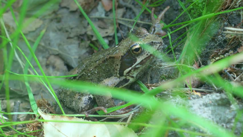 A dark green grass frog sits quietly in the grass.