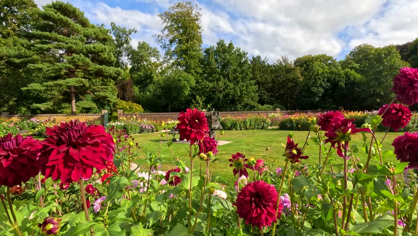Vivid red decorative dahlias sway gently in a landscaped botanical garden, with lush greenery and trees under bright natural daylight and partly cloudy skies