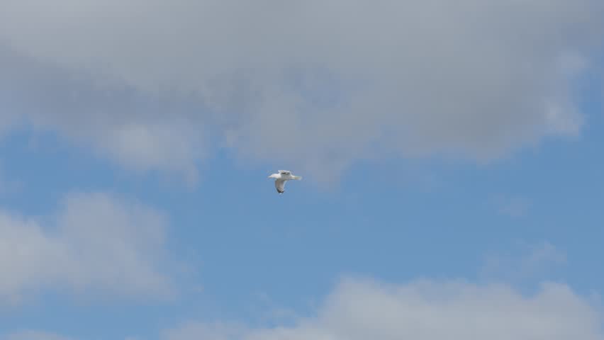 A single seagull glides smoothly through a partly cloudy sky, captured in wide shots with natural daylight and steady camera movement