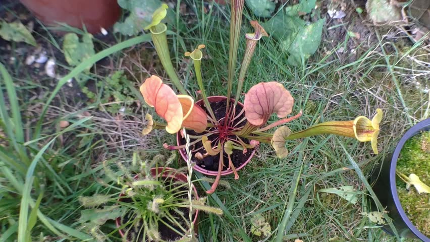 Sarracenias and Drosera carnivorous plants in natural display.