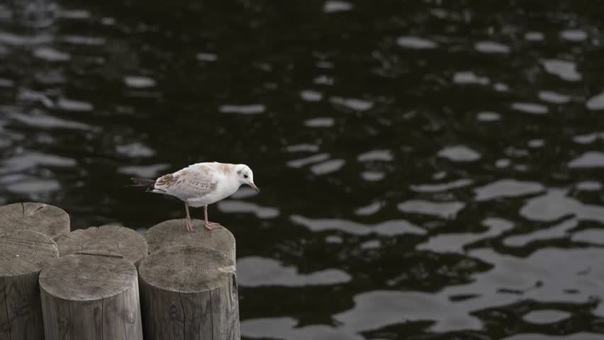 A seagull stands confidently on a weathered post at the edge of a calm body of water. The sun sets behind, casting beautiful reflections on the surface and creating a peaceful atmosphere.