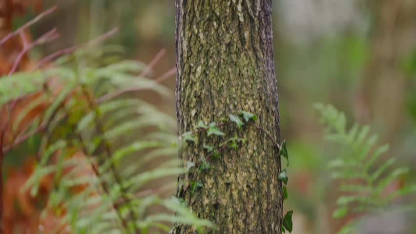 Great spotted woodpecker climbs slowly up trunk in short bursts