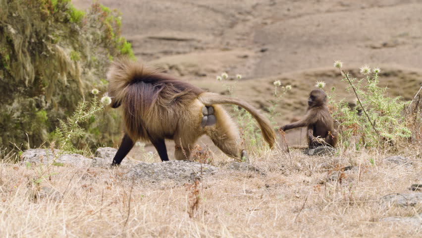 An Adult Gelada Monkey (Theropithecus Gelada) In Simien Mountains, Ethiopia. Slow Motion Shot