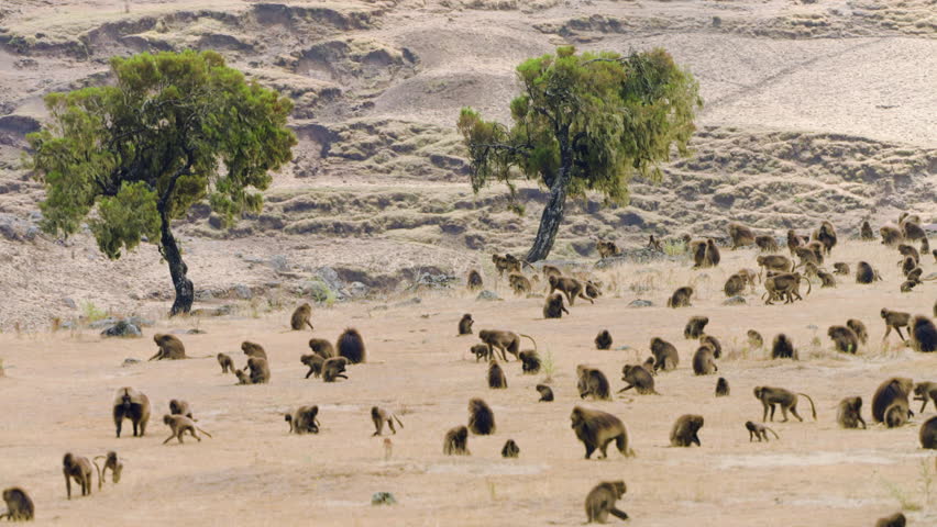 Troop Of Gelada Monkeys (Theropithecus Gelada) In Simien Mountains, Ethiopia - Wide Shot