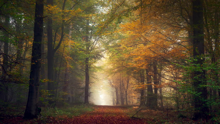 Moving through a misty forest in autumn. Fog and colorful foliage create depth in a tree tunnel