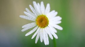 White daisy flower with a yellow center and delicate petals covered in glistening dew drops, creating a refreshing and beautiful natural scene against a soft-focused green background - Powered by Shutterstock - Get 15% off with code: PIKWIZARD15