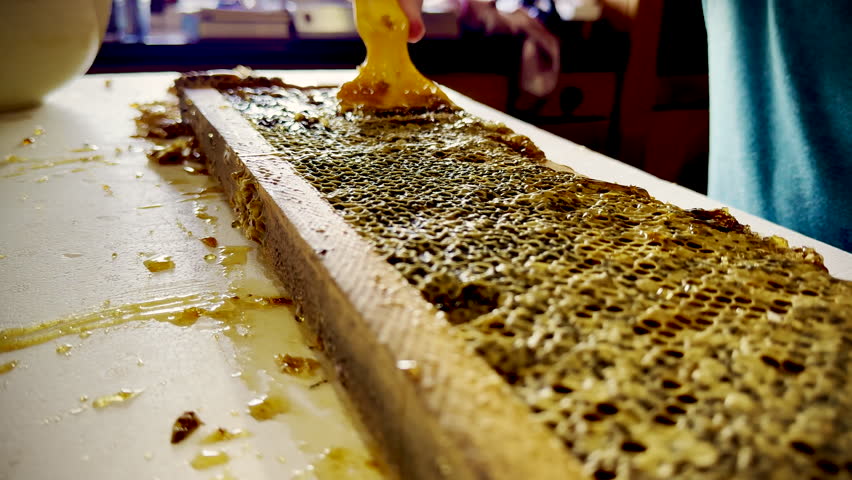 Child use uncapping fork to remove wax and unseal honeycomb to extract honey