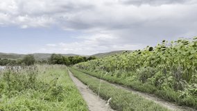 scenic countryside dirt road with tall sunflower field under cloudy summer sky for nature background or rural landscape video - Powered by Shutterstock - Get 15% off with code: PIKWIZARD15