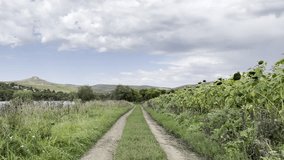 country dirt road between sunflower field and wild meadow under cloudy summer sky perfect for nature background or travel use - Powered by Shutterstock - Get 15% off with code: PIKWIZARD15