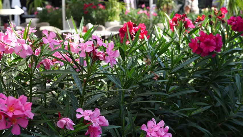 A vibrant cluster of pink and red oleander flowers blooms among dense green foliage in a sunlit garden