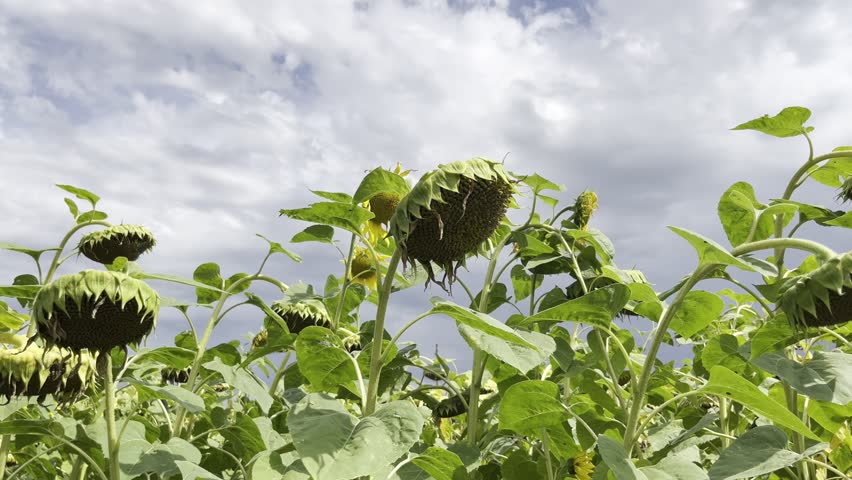 fading sunflower field under cloudy summer sky with drooping seed heads for natural background or seasonal texture use