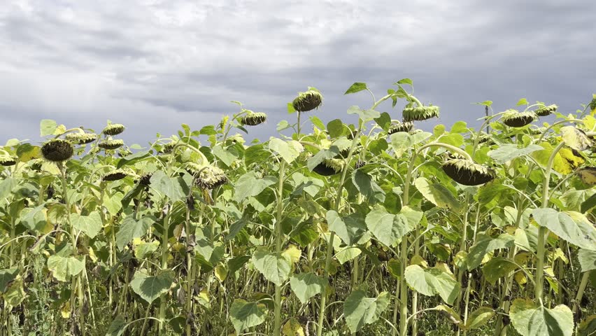 wilted sunflower field under dramatic cloudy sky with golden leaves ideal for natural background or seasonal texture