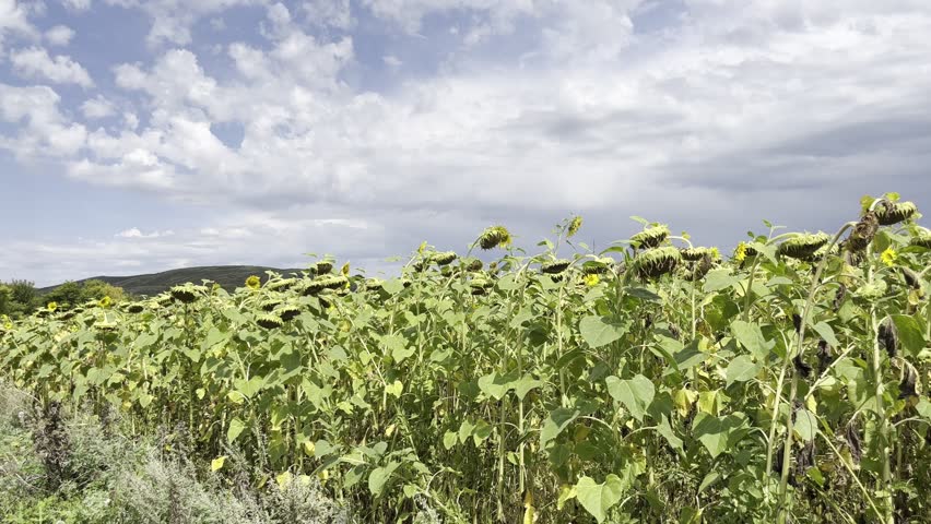 sunflower field with wilted blossoms under dramatic cloudy sky perfect for nature background or agricultural video texture