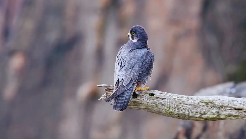 a peregrine falcon perched on a branch. this bird of prey is a skilled hunter and is known for its incredible speed. watch this amazing wildlife and nature photography.