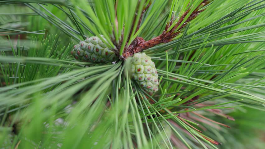 A detailed shot of a pine tree branch, focusing on the long green needles and a few small, developing pine cones.
