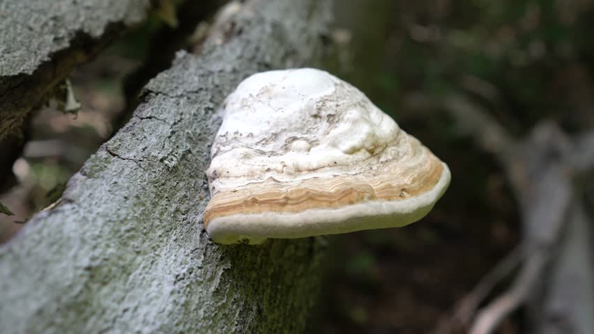 White fungus on a tree bark. 