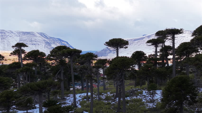 Dense monkey puzzle tree forest on snowy hillside with mountains at closest area of Caviahue, Caviahue-Copahue, Neuquén, Argentina.