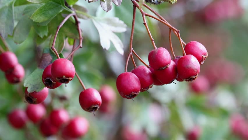 Hawthorn Berries, Crataegus monogyna, in late Summer. UK