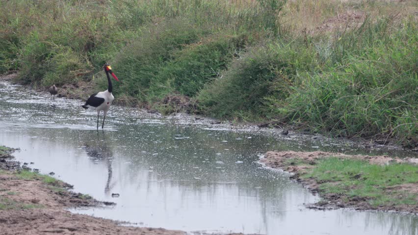 Saddle-billed stork (Ephippiorhynchus senegalensis) searching for food in the stream channelin Tarangire National Park, Tanzania
