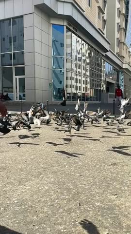 Pigeons on Qatar Streets, Doha Street Life with Pigeons, Urban Pigeons in Qatar, Birds on the Streets of Doha, Pigeon Gathering in Qatar City