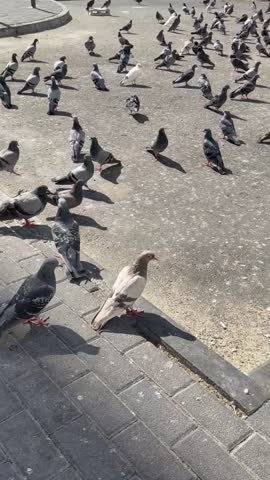 Pigeons on Qatar Streets, Doha Street Life with Pigeons, Urban Pigeons in Qatar, Birds on the Streets of Doha, Pigeon Gathering in Qatar City