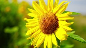 Macro view of sunflower head with yellow petals glowing under warm sunlight, detailed slow motion with petals fluttering in wind - Powered by Shutterstock - Get 15% off with code: PIKWIZARD15