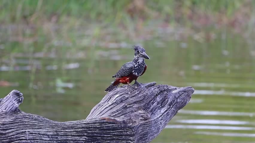 Giant kingfisher perched on tree log over water clean pointed bill by scratching